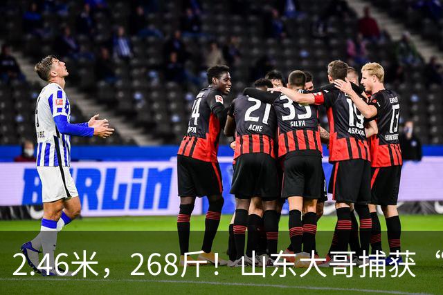 2.46米，268斤！山东大哥捕获“鲅鱼王”：常见鲅鱼仅几斤到十几斤，已被水产公司收购，将做成鲅鱼水饺